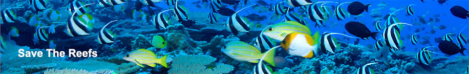 save The Reefs