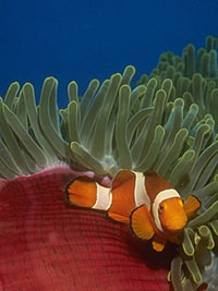 coral