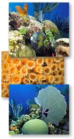 stony coral