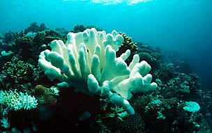 coral