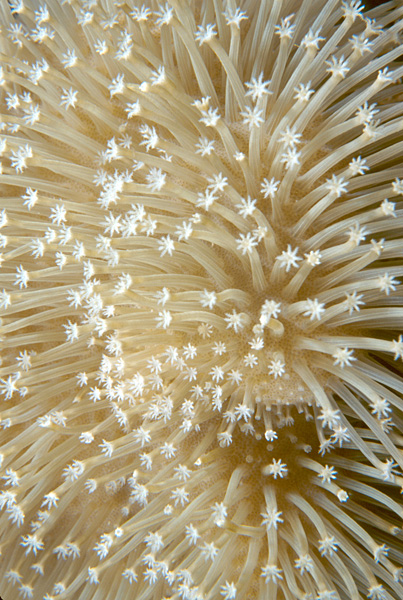soft coral
