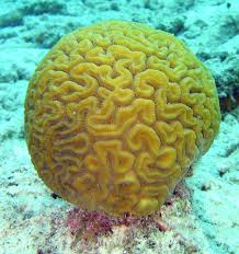 stony coral