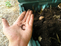 worms