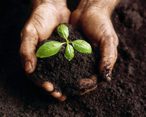 hands in compost