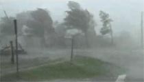 hurricane trees