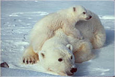 polar_bear_and_cub