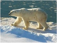 polar_bear_walking