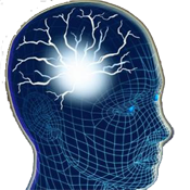 brain