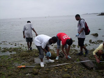 Collecting Crabs